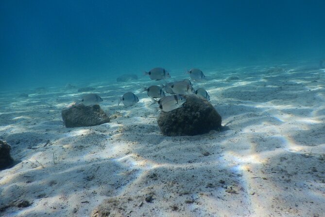 3 Hour Private Scuba Diving Experience - Key Things I’d Book This For