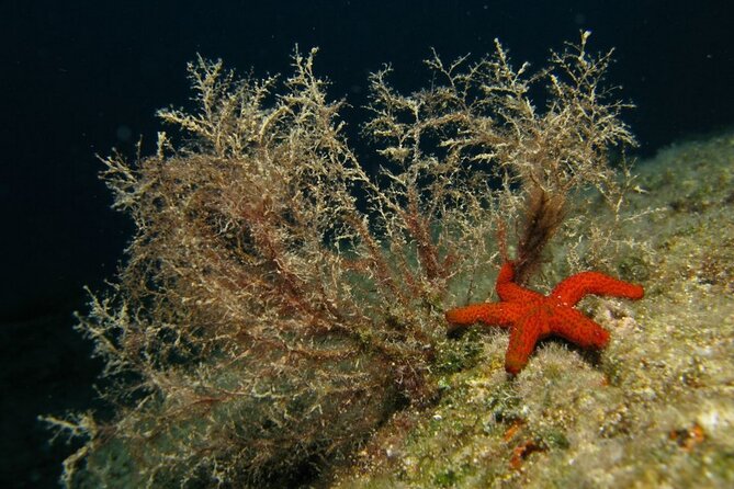Adventure Dives for Certified Divers in Nea Makri, Athens - Boat or shore plan: how conditions can change the day