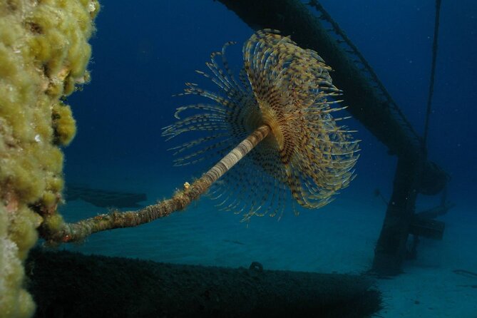 Adventure Dives for Certified Divers in Nea Makri, Athens - Instruction that works for refreshers, not just first-timers