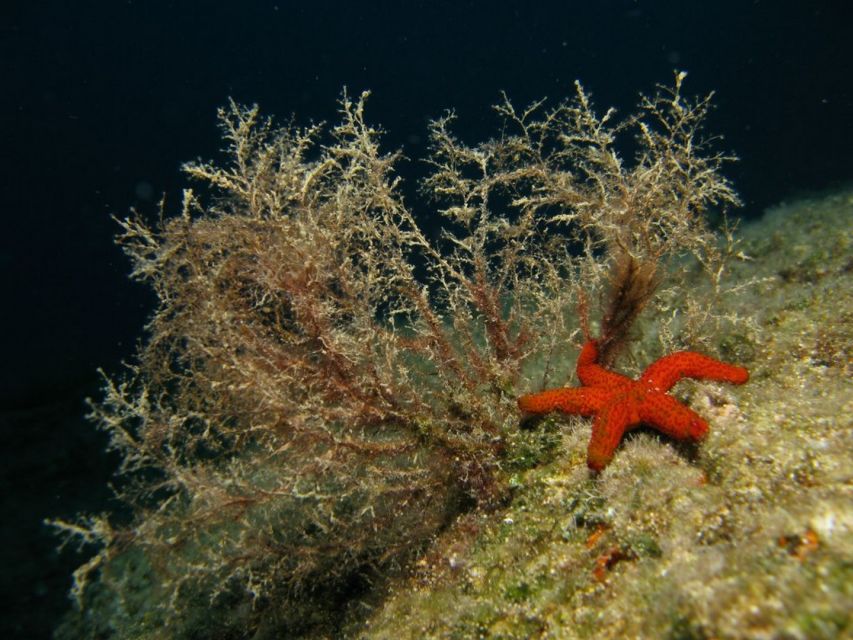 Athens: Adventure Dives in Nea Makri for Certified Divers - Instructor-led, small-group pace (and names you can remember)