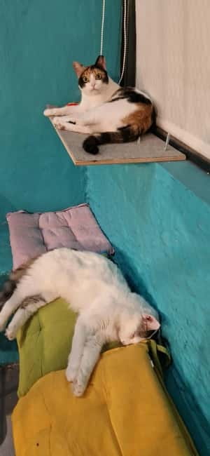 Athens: Cat Cafe Visit with Drink and Sweet - Key points