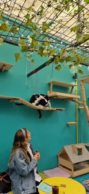 Athens: Cat Cafe Visit with Drink and Sweet - Why Cat Café Athens Beats a Usual Coffee Stop