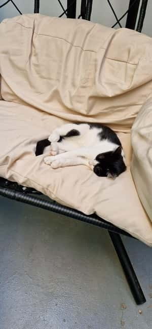 Athens: Cat Cafe Visit with Drink and Sweet - Drink and Sweet Value: Is $7.90 Worth It?