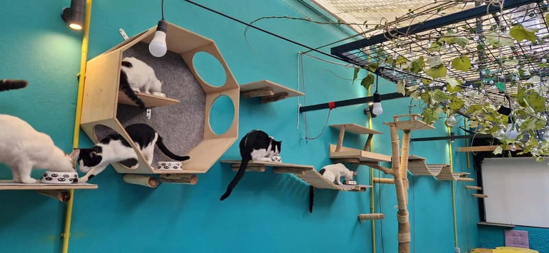 Athens: Cat Cafe Visit with Drink and Sweet - The Cats: How to Enjoy the Interaction Without Turning It Into a Circus
