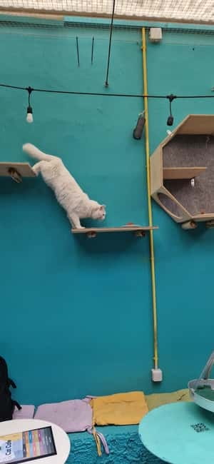 Athens: Cat Cafe Visit with Drink and Sweet - Staff, Cat Care Tips, and the Adoption Mission for Kittens