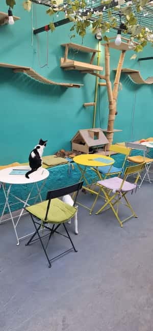 Athens: Cat Cafe Visit with Drink and Sweet - When Cat Café Athens Might Not Fit Your Travel Style