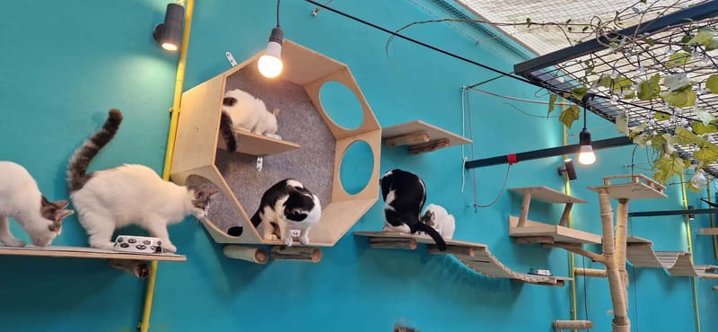 Athens: Cat Cafe Visit with Drink and Sweet - Should You Book Cat Café Athens?
