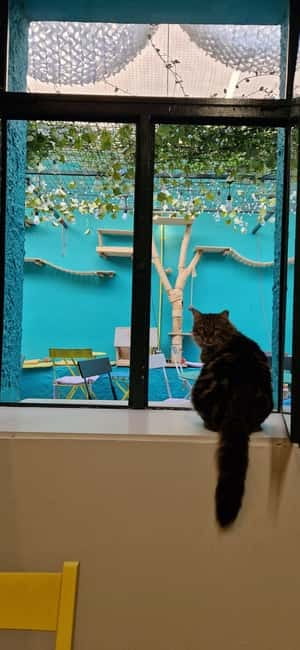 Athens: Cat Cafe Visit with Drink and Sweet - FAQ