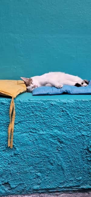 Athens: Cat Cafe Visit with Drink and Sweet - Your 1.5 Hours: What Happens From Check-In to Goodbye