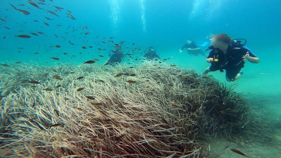 Athens East Coast: Discover Scuba Diving in Nea Makri - Who this suits best, and who should think twice