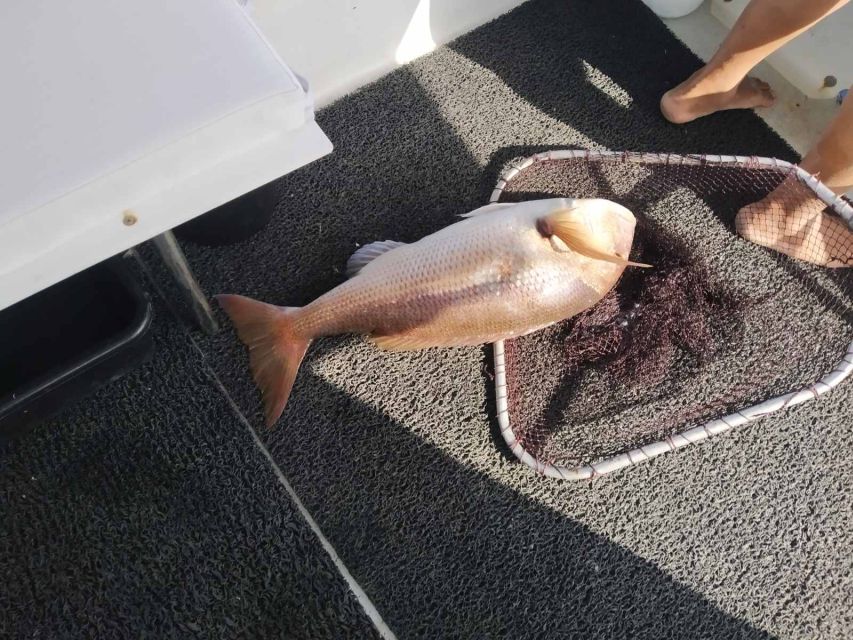 Athens: Fishing Trip Experience on a Boat with Seafood Meal - Who Should Book This Athens Fishing Trip