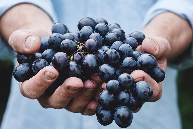Athens Private Wine Tasting Tour - Dionysian Grapes - The Plaka experience: quiet streets, boutique pacing, and an easy evening
