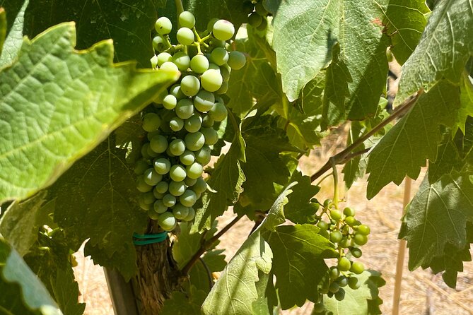 Athens to Nemea Wine Experience Tour - A Greek wine day that starts with the Isthmus of Corinth