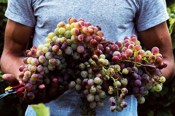 Athens Wine Tour - An Outstanding Full Day Experience For Dedicated Winelovers - Why Attica’s 4,000-Year Wine Story Shows Up in Your Glass