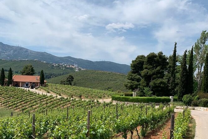 Athens Wine Tour - An Outstanding Full Day Experience For Dedicated Winelovers - Second Winery Stop and Lunch: Where Retsina Fits In