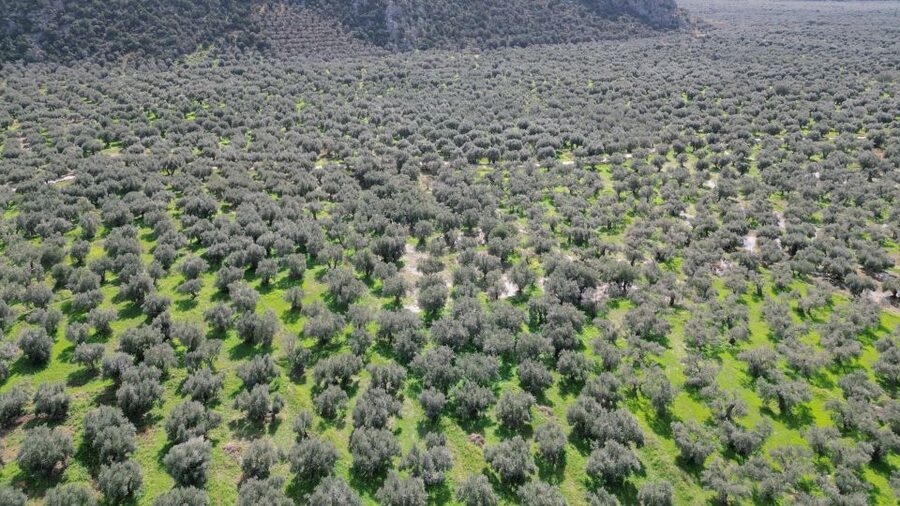 Delphi: Easy Hike on Ancient Path through the Olive Groves - Getting back to Delphi and what downhill really means