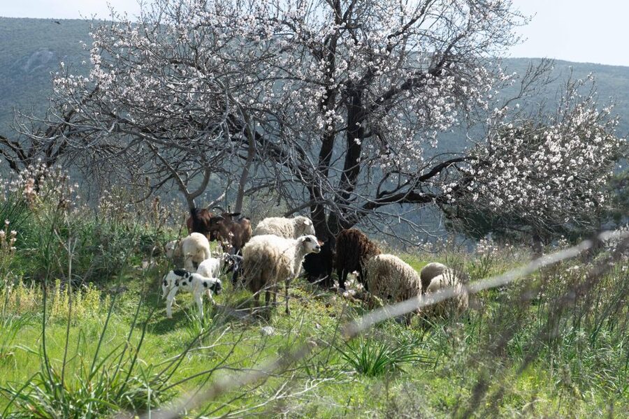 Delphi: Easy Hike on Ancient Path through the Olive Groves - Price and time: is $35 a smart use of a half day?