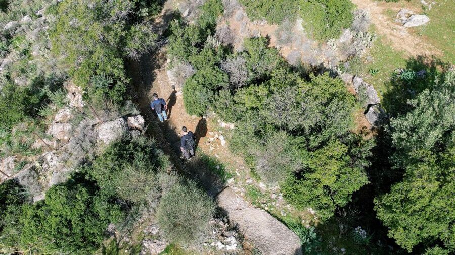 Delphi: Easy Hike on Ancient Path through the Olive Groves - Should you book this Delphi olive-grove hike?