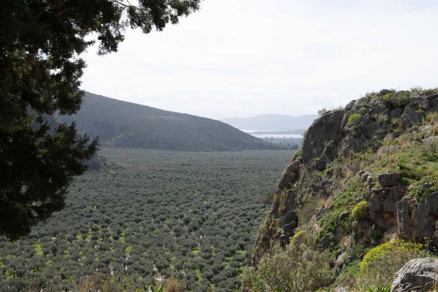 Delphi: Easy Hike on Ancient Path through the Olive Groves - From Delphi to Chriso, step by step on the ancient path