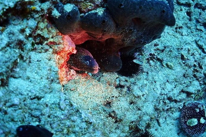 Discover Scuba Diving Private Fun Activity in Athens - The Skills Briefing: What You Practice Before You Go Down