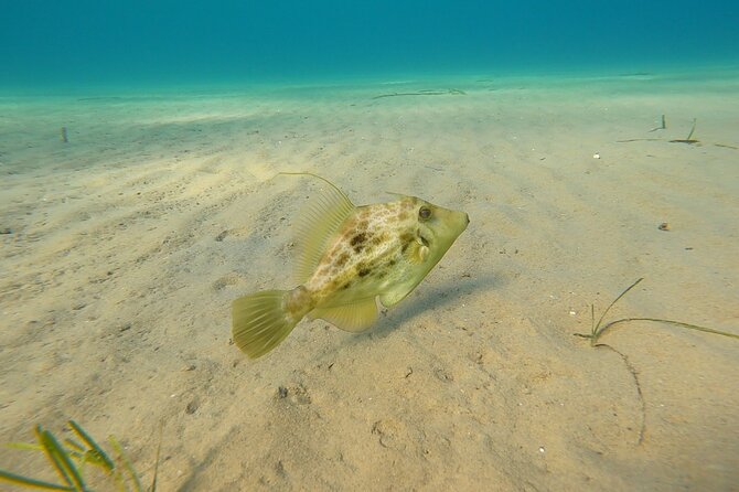 Discover Small Group Scuba Diving Experience in Nea Makri, Athens - Small group coaching, plus help with heavy gear