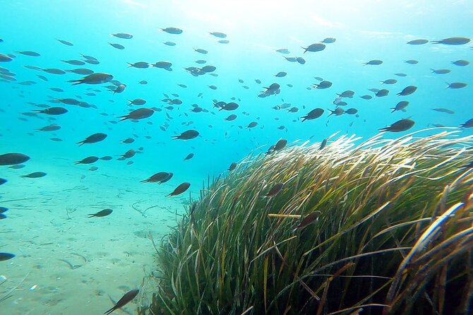 Discover Small Group Scuba Diving Experience in Nea Makri, Athens - Photos and videos that help you remember the details