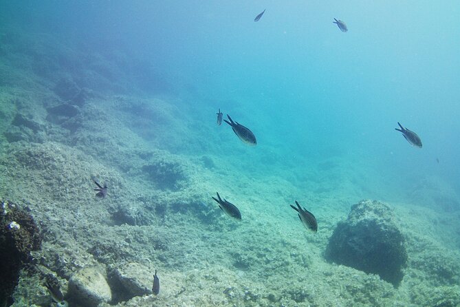 Double Shore Dive (certified divers) - Key highlights worth your attention