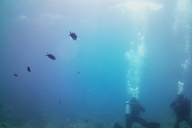 Double Shore Dive (certified divers) - Meeting at Geor. Theotoki 37 and getting to the coast smoothly