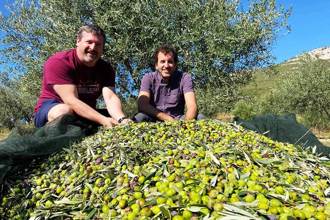 From Athens: Olive Oil Tasting, Olive Grove & Wine Experience - Price and Logistics: Is It Worth $492.53 Per Person?