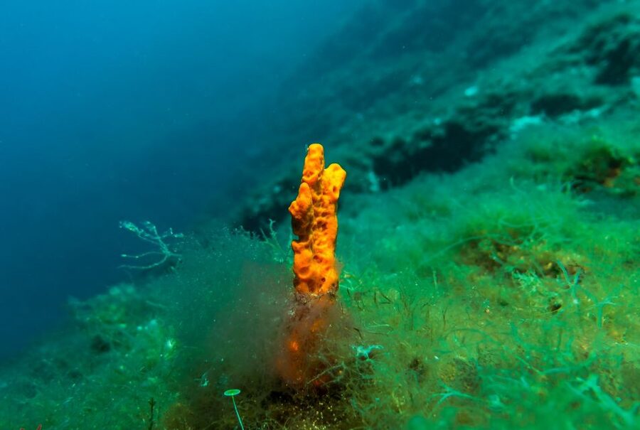 From Athens: Scuba Diving at the Blue Hole - Getting There: Pickup From Athens Without the Stress