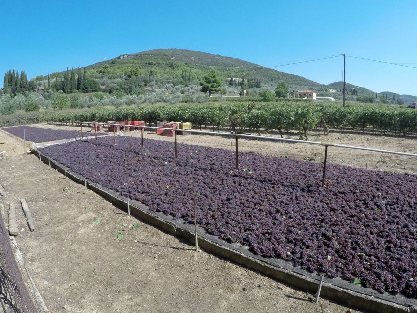 From Athens: Wine, Oil, & Cheese Tasting in Nemea & Argolis - Should you book this Athens to Nemea and Argolis tasting day trip?