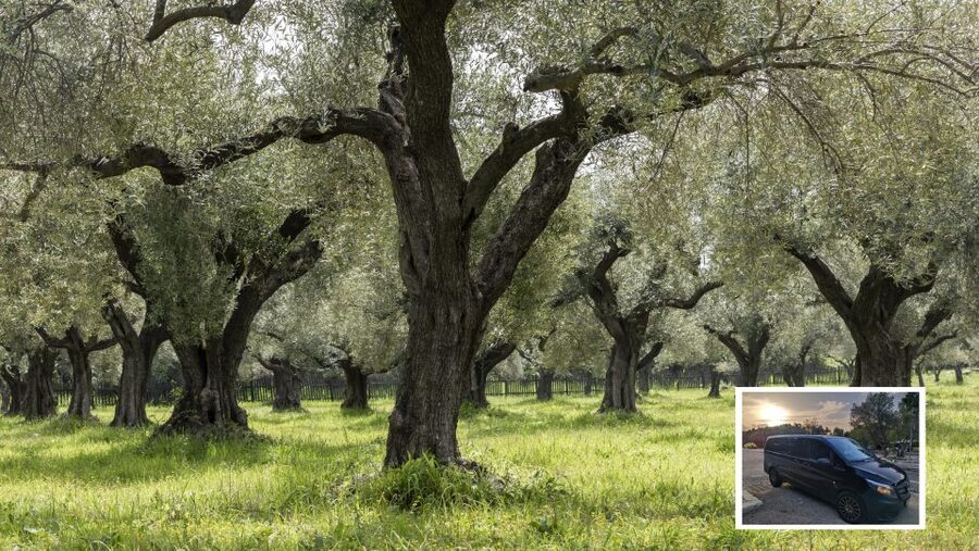 From Athens: Wine, Oil, & Cheese Tasting in Nemea & Argolis - Nemea wine country: winery visit and tasting with snack