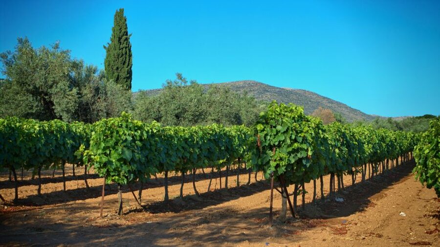 From Athens: Wine, Oil, & Cheese Tasting in Nemea & Argolis - Corinth Canal sunset: engineering views and photo time