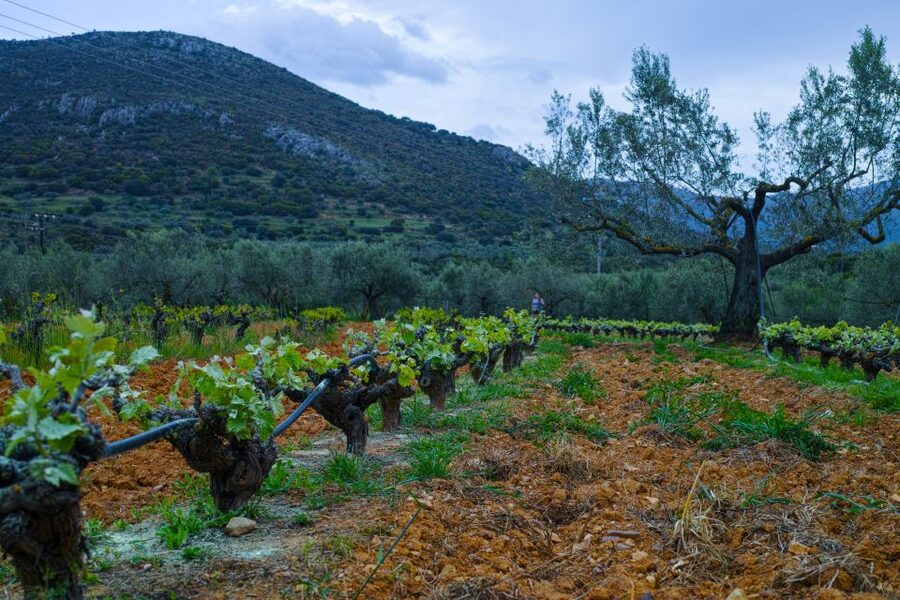 From Athens: Wine, Oil, & Cheese Tasting in Nemea & Argolis - Who should book, and who should skip this one