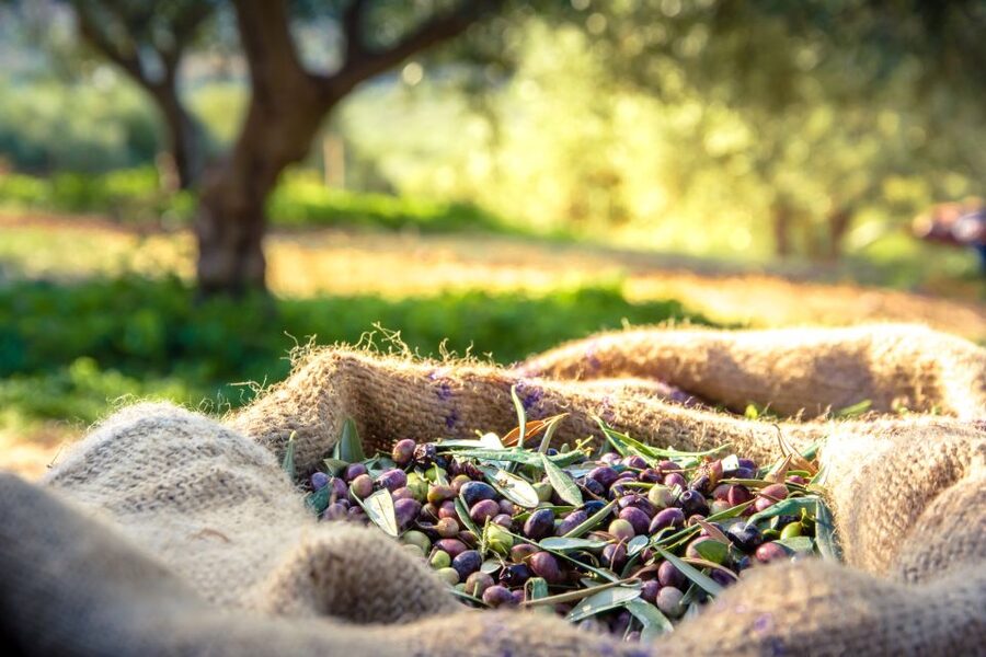 From Athens: Wine, Oil, & Cheese Tasting in Nemea & Argolis - Olive mill near Epidaurus: winter olive oil, organic groves, and snacks