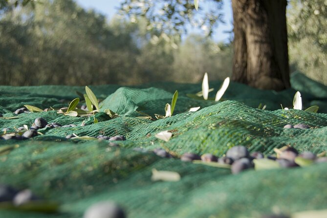 Full-Day Private Tour Corinth and Olive Oil Tasting from Athens - Loutra Elenis Olive Mill (1932): Four Generations of Extra Virgin Oil