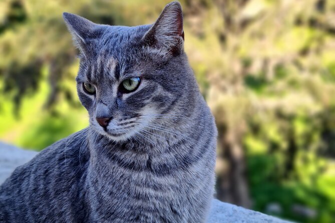 Meet the Cats of Acropolis and Thissio Private Tour - Key points I’d center your decision on