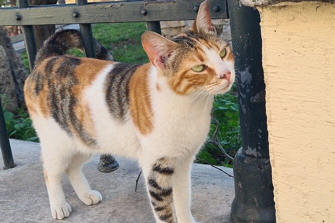 Meet the Cats of Acropolis and Thissio Private Tour - Why this Acropolis-to-Plaka cat route feels different