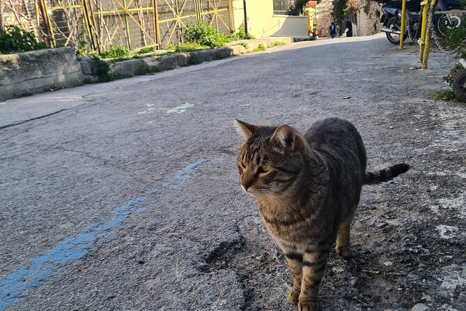 Meet the Cats of Acropolis and Thissio Private Tour - Thissio’s nature paths under the rock