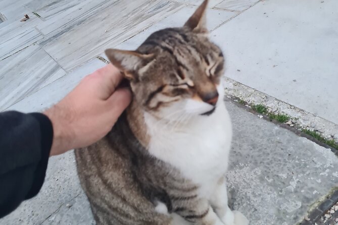 Meet the Cats of Acropolis and Thissio Private Tour - Plaka’s colorful lanes and traditional houses
