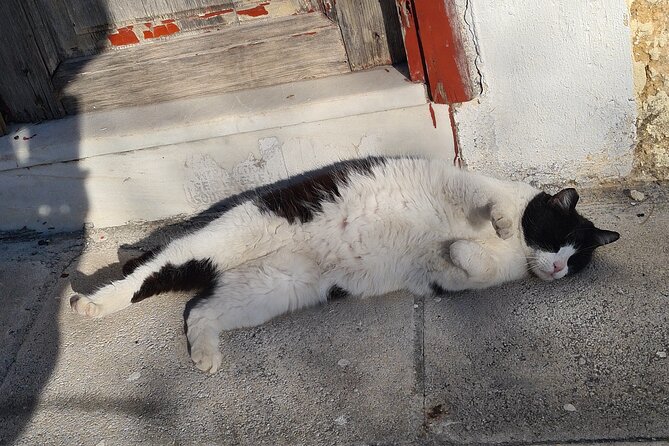 Meet the Cats of Acropolis and Thissio Private Tour - How the private 90 minutes creates real value