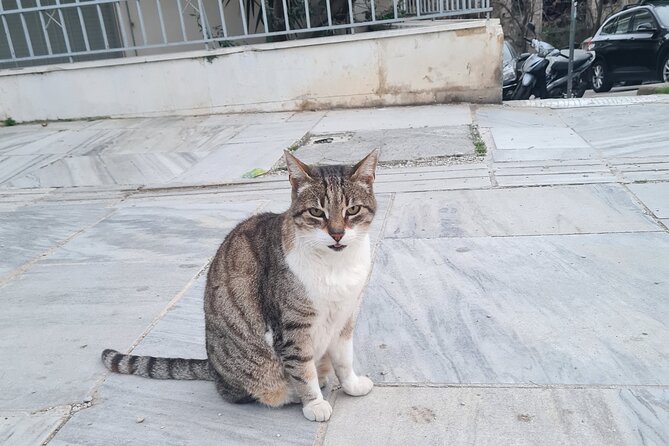 Meet the Cats of Acropolis and Thissio Private Tour - Who this tour fits best, and who might not enjoy it
