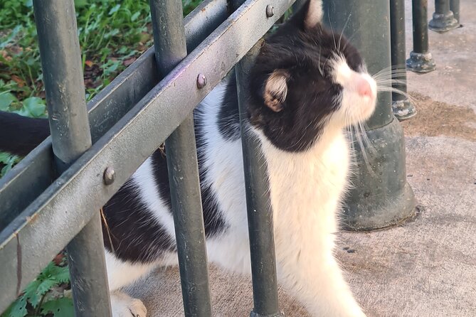 Meet the Cats of Acropolis and Thissio Private Tour - Timing tips: good weather, cooler sun, and cat-friendly behavior