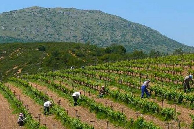 Nemea wine roads, The most famous wine tour in Greece - Athens stop: Temple of Democracy views, without a museum marathon