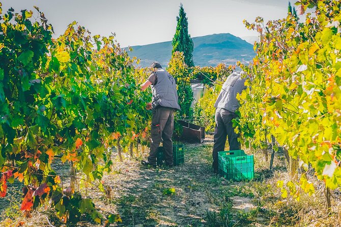 Nemea wine roads, The most famous wine tour in Greece - Peloponnese road trip: why the ride matters as much as the stops