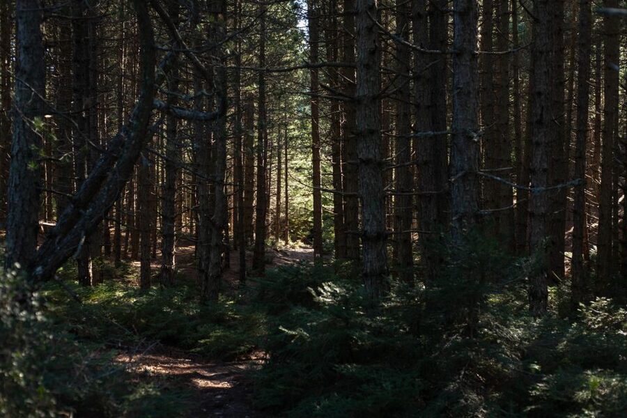 Parnitha (Parnis) / Skipiza & Mola loop - Hike near Athens - Skipiza well and plane tree pause, the calm middle that keeps you fresh