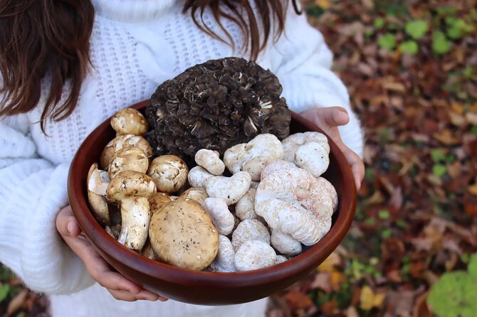 Private Daytrip for Truffle Mushroom Foraging and Wine Tasting - Key highlights worth your time