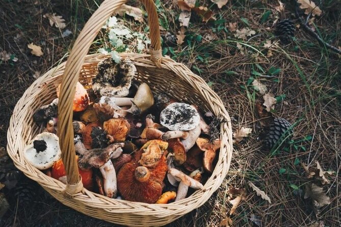 Private Daytrip for Truffle Mushroom Foraging and Wine Tasting - A private Athens daytrip that mixes foraging and wine