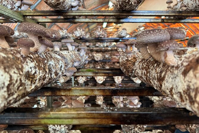 Private Daytrip for Truffle Mushroom Foraging and Wine Tasting - Price and value: what $430.52 buys you in a private format