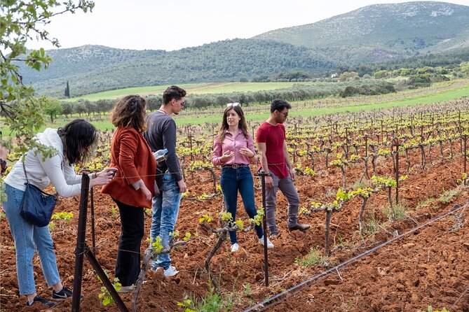 Private Tour and Tasting at Zeginis Winery - Ramnous Vineyard Walk: Learning the Vine’s Current Stage